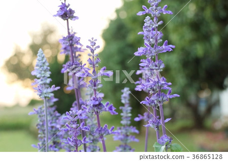 salvia flower in tropical salvia flower in tropical 36865128