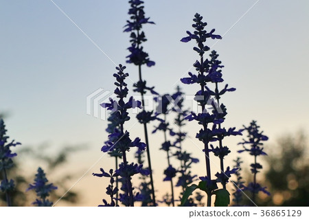salvia flower in tropical salvia flower in tropical 36865129