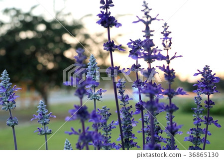 salvia flower in tropical salvia flower in tropical 36865130