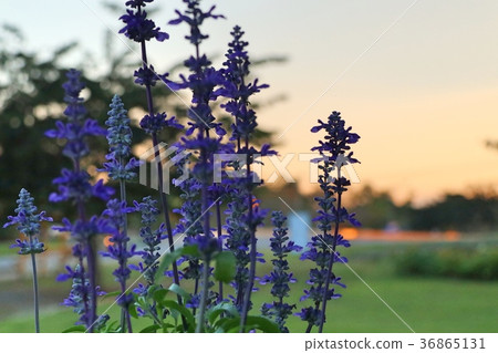 salvia flower in tropical salvia flower in tropical 36865131
