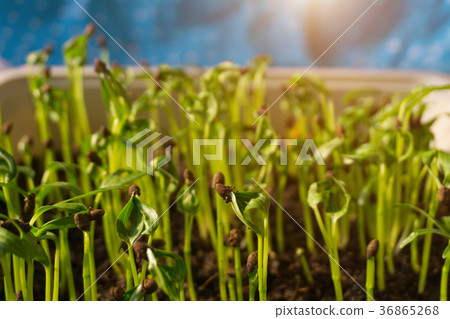 Ipomoea aquatica, Water spinach, Morning glory Ipomoea aquatica, Water spinach, Morning glory 36865268