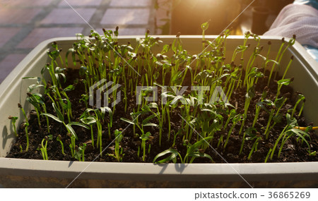 Ipomoea aquatica, Water spinach, Morning glory Ipomoea aquatica, Water spinach, Morning glory 36865269
