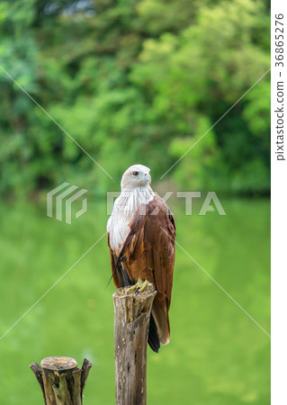 Red eagle Thailand sitting on tree branch Red eagle Thailand sitting on tree branch 36865276