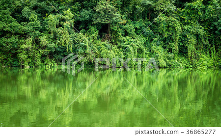 Rainforest or Tropical jungle with river Rainforest or Tropical jungle with river 36865277
