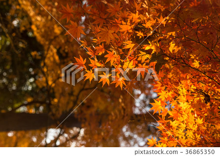 秋天的樹葉 36865350