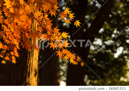 秋天的樹葉 36865351
