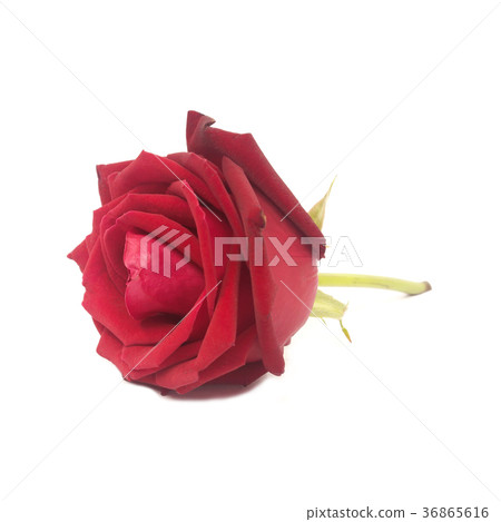 red rose isolated on white background 36865616