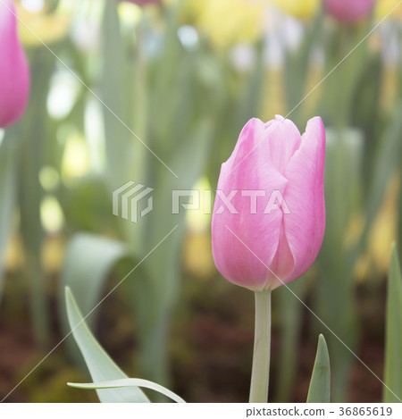 tulips in the park tulips in the park 36865619