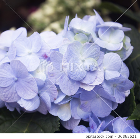 beautiful floral background in blue colors beautiful floral background in blue colors 36865621