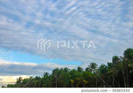 Beach birds flying over the blue sky 36865830