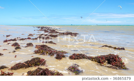 Seaweed plant over the beach with Kite surfers 36865879