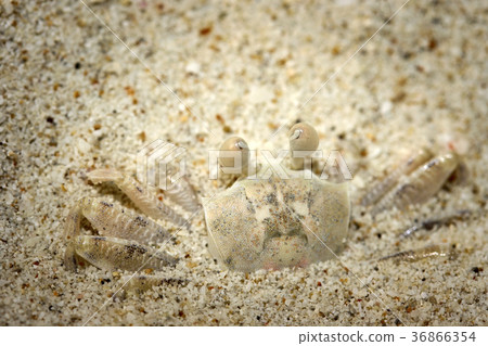 White Ghost Crab disguise on a white sandy beach 36866354