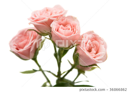 pink roses isolated pink roses isolated 36866862