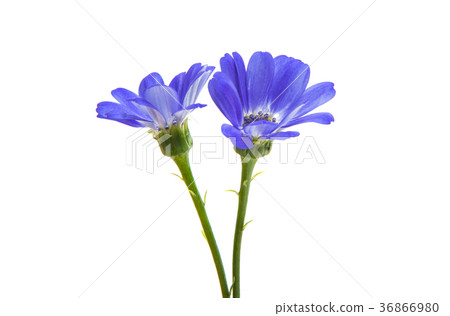 blue cineraria isolated 36866980