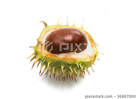 chestnut isolated chestnut isolated 36867000