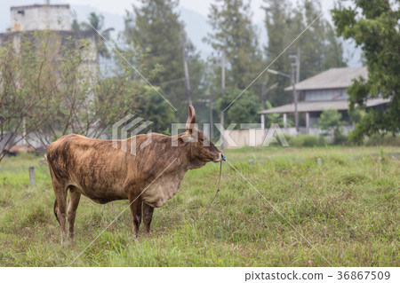 Beautiful brown cow standing on a meadow. 36867509
