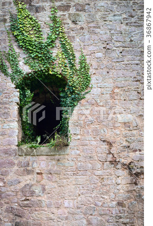 The Ivy and the Window 36867942