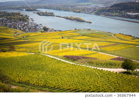 Rhine valley with vineyards 36867944