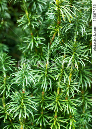 Yew tree background 36867986