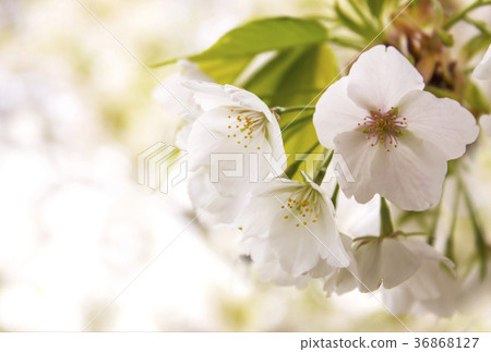 Sakura Up Image Material Background Material Spring Image 36868127