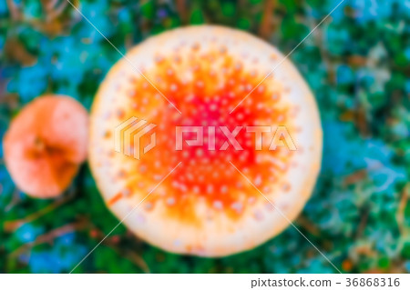 Red Amanita - blurred image Red Amanita - blurred image 36868316