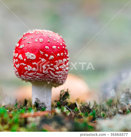 Amanita Muscaria poisonous mushroom 36868877