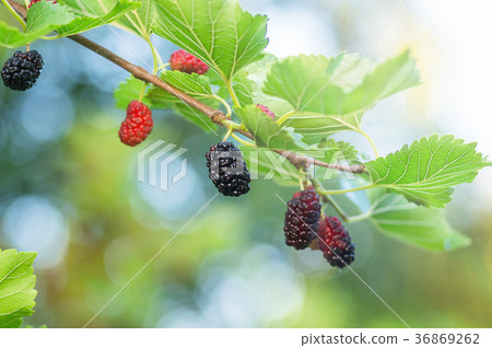 ripe berries of mulberry on branches of a tree 36869262