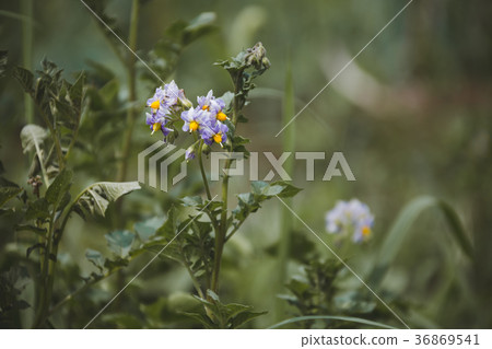 potaflower, bloom, flower 36869541