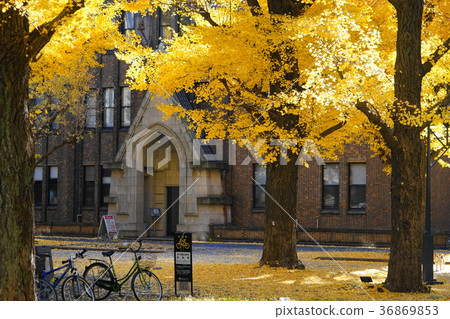 December The yellow leaves and fallen leaves of the University of Tokyo 31 Ginkgo trees 36869853