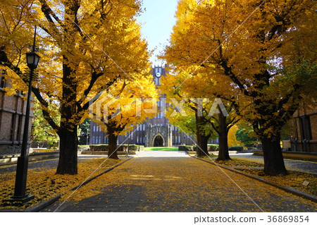 12月東京大學的黃葉和落葉32棵銀杏樹 36869854