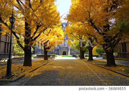 Dec. The yellow leaves and fallen leaves of the University of Tokyo 33 Ginkgo trees Dec. The yellow leaves and fallen leaves of the University of Tokyo 33 Ginkgo trees 36869855