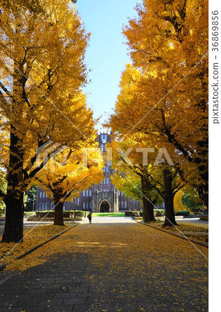 December The yellow leaves and fallen leaves of the University of Tokyo 34 Ginkgo trees 36869856