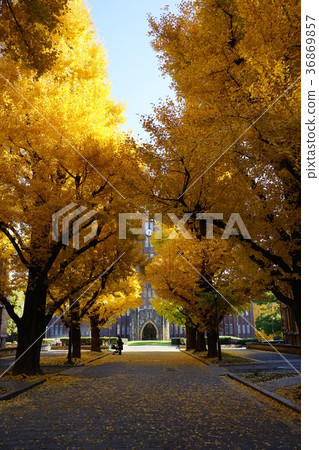 12月東京大學的黃葉和落葉35棵銀杏樹 36869857