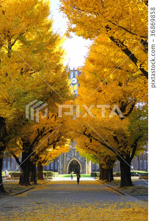 12月東京大學的黃葉和落葉36棵銀杏樹 36869858