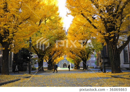12月東京大學的黃葉和落葉41棵銀杏樹 36869863