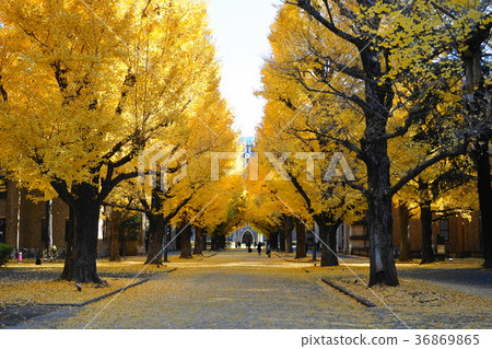 December The yellow leaves and fallen leaves of the University of Tokyo 43 Ginkgo trees December The yellow leaves and fallen leaves of the University of Tokyo 43 Ginkgo trees 36869865