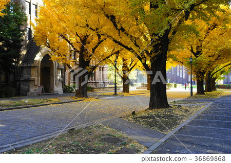 12月東京大學的黃葉和落葉46棵銀杏樹 36869868
