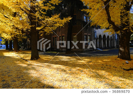 December The yellow leaves and fallen leaves of the University of Tokyo 48 Ginkgo trees 36869870