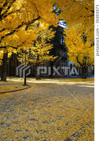 12月東京大學的黃葉和落葉51棵銀杏樹 36869873