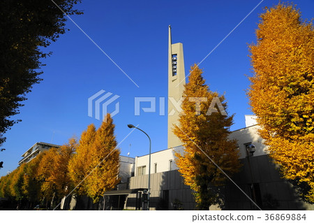 12月Mejiro Dori銀杏樹排黃色01 Catedral Sekiguchi教堂前面 36869884