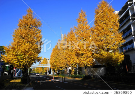 12月Mejiro-dori銀杏樹綠樹成蔭的黃葉07在大教堂Sekiguchi教堂前 12月Mejiro-dori銀杏樹綠樹成蔭的黃葉07在大教堂Sekiguchi教堂前 36869890