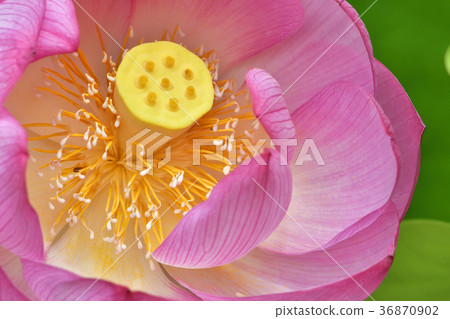大谷Honjo Oga蓮花（Oga蓮花） 36870902