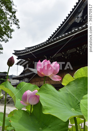 Otani Honjo Oga lotus (Oga lotus) 36870917