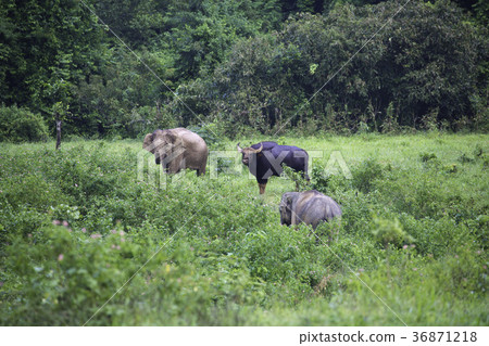 wild elephant and bull in the forest  36871218