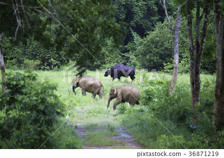 wild elephant and bull in the forest  36871219