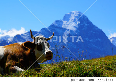 牛和艾格峰 36871753