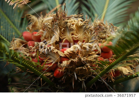 天然植物很久以前就有一首叫做“成長島”的歌。果汁在那霸12月份結果實 36871957