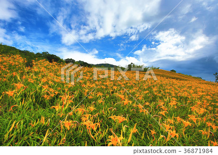 Golden needle flower blooming on the hill Golden needle flower blooming on the hill 36871984
