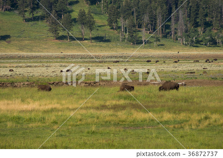Yellowstone National Park 36872737
