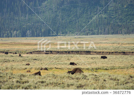 Yellowstone National Park 36872776
